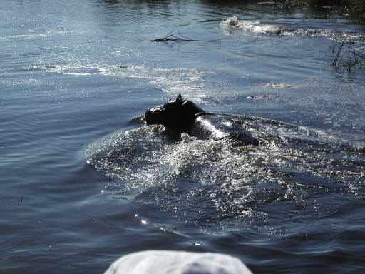 little hippo takes off! 